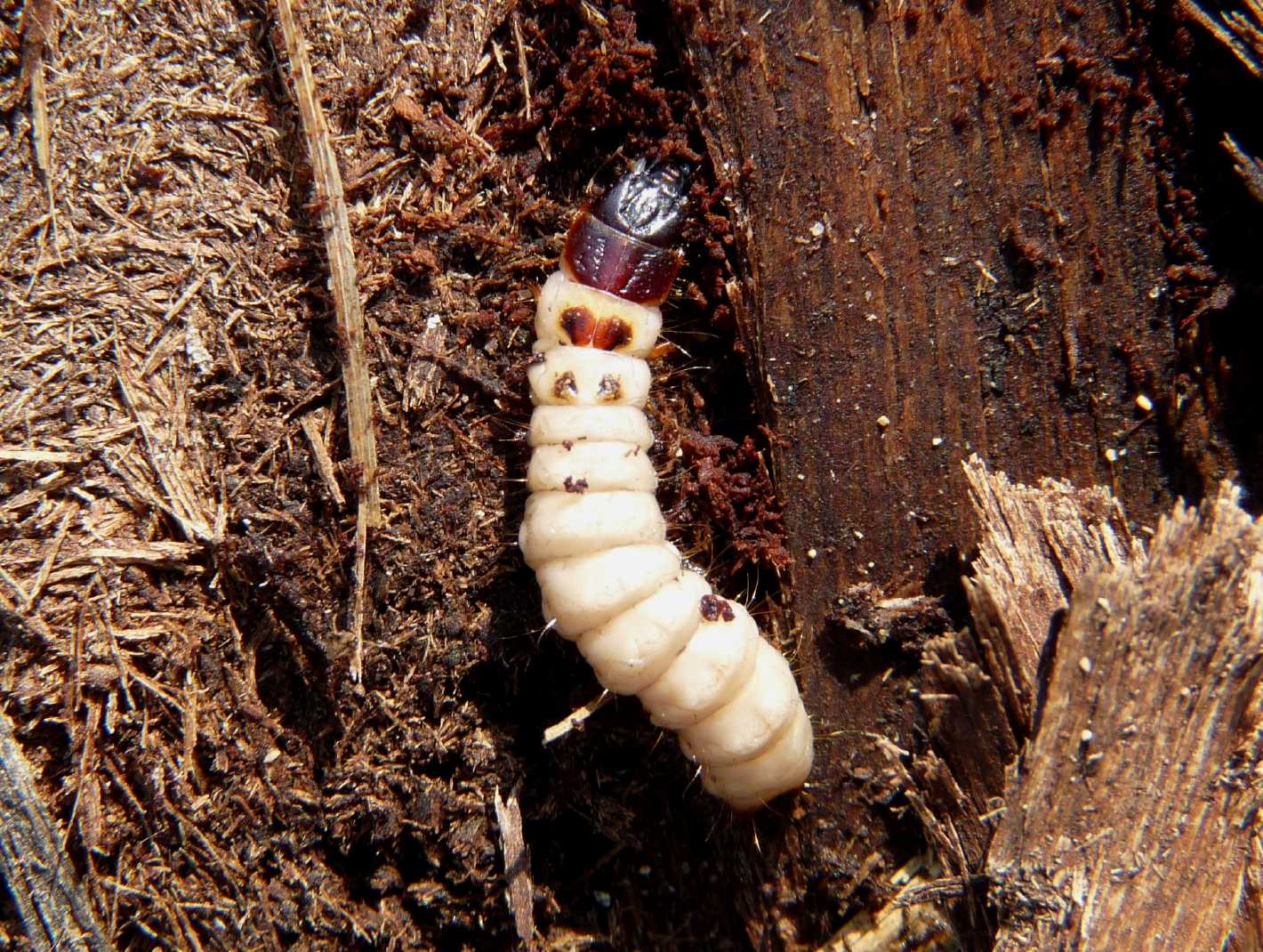 Larva in corteccia di pioppo morto: probabile Trogositidae